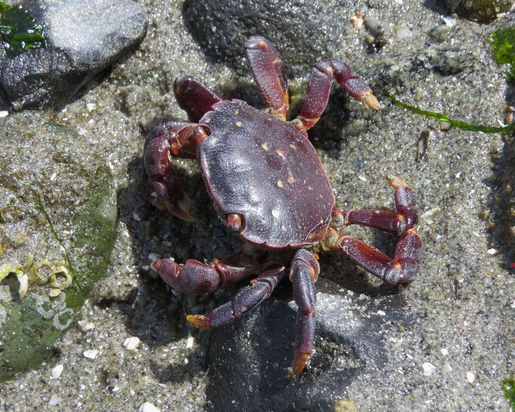 Image of Hemigrapsus nudus (Dana 1851)