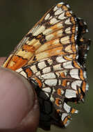 Image of Gabb's Checkerspot