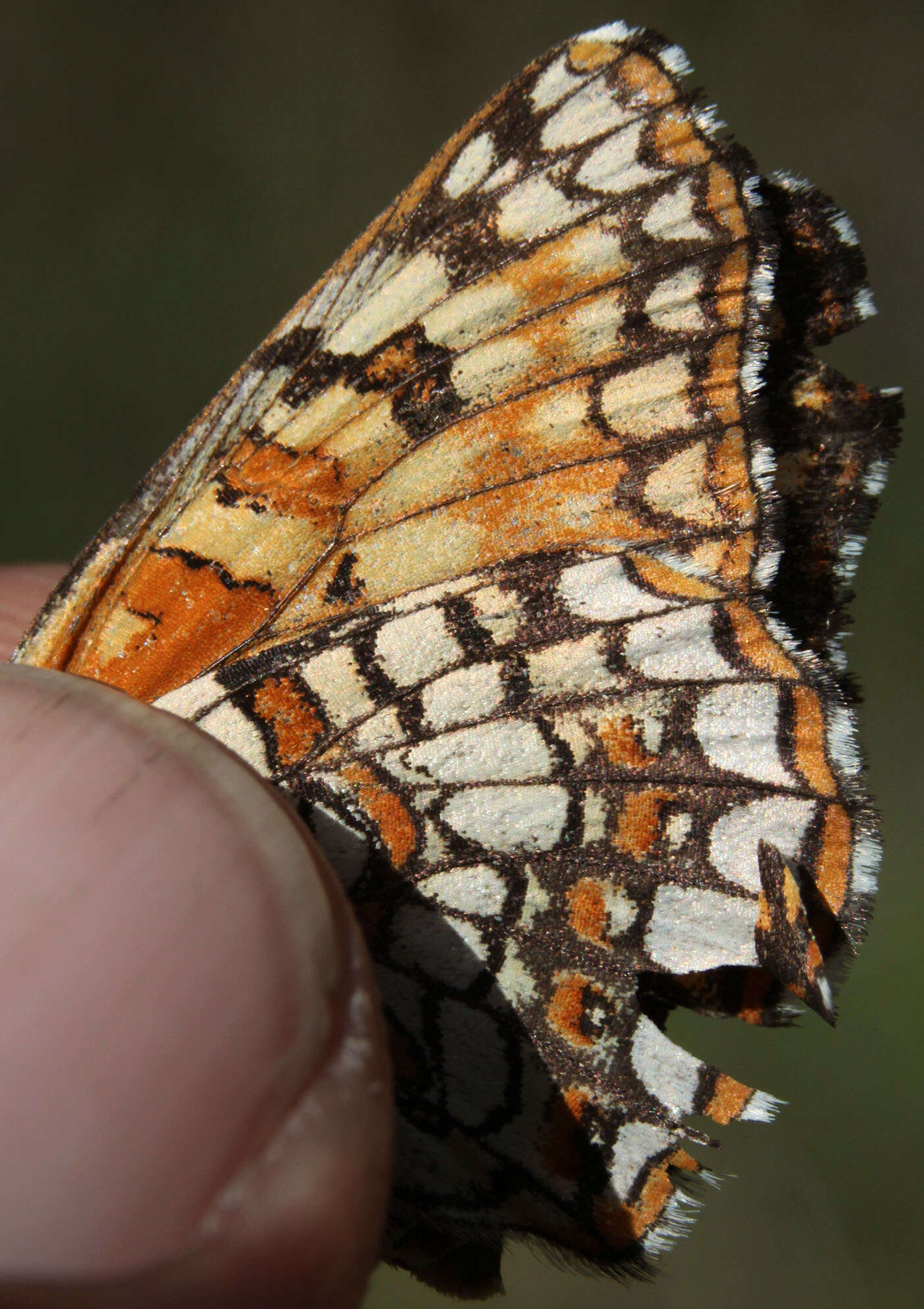 Image of Gabb's Checkerspot