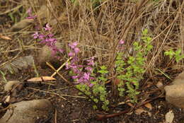 Image de Syncolostemon transvaalensis (Schltr.) D. F. Otieno