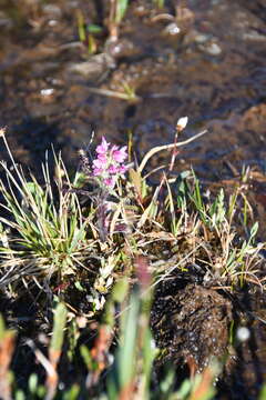 Imagem de Pedicularis hirsuta L.