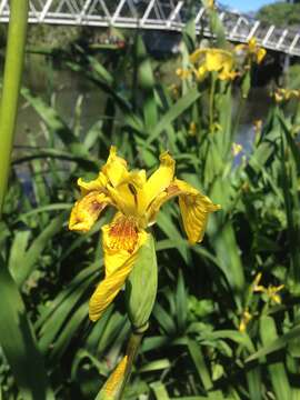 Image of yellow flag, yellow iris