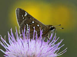 Image of Loammi Skipper