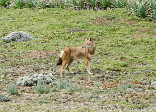 Image of Ethiopian wolf