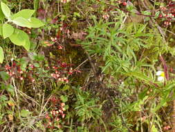 Image of Lopezia racemosa subsp. racemosa