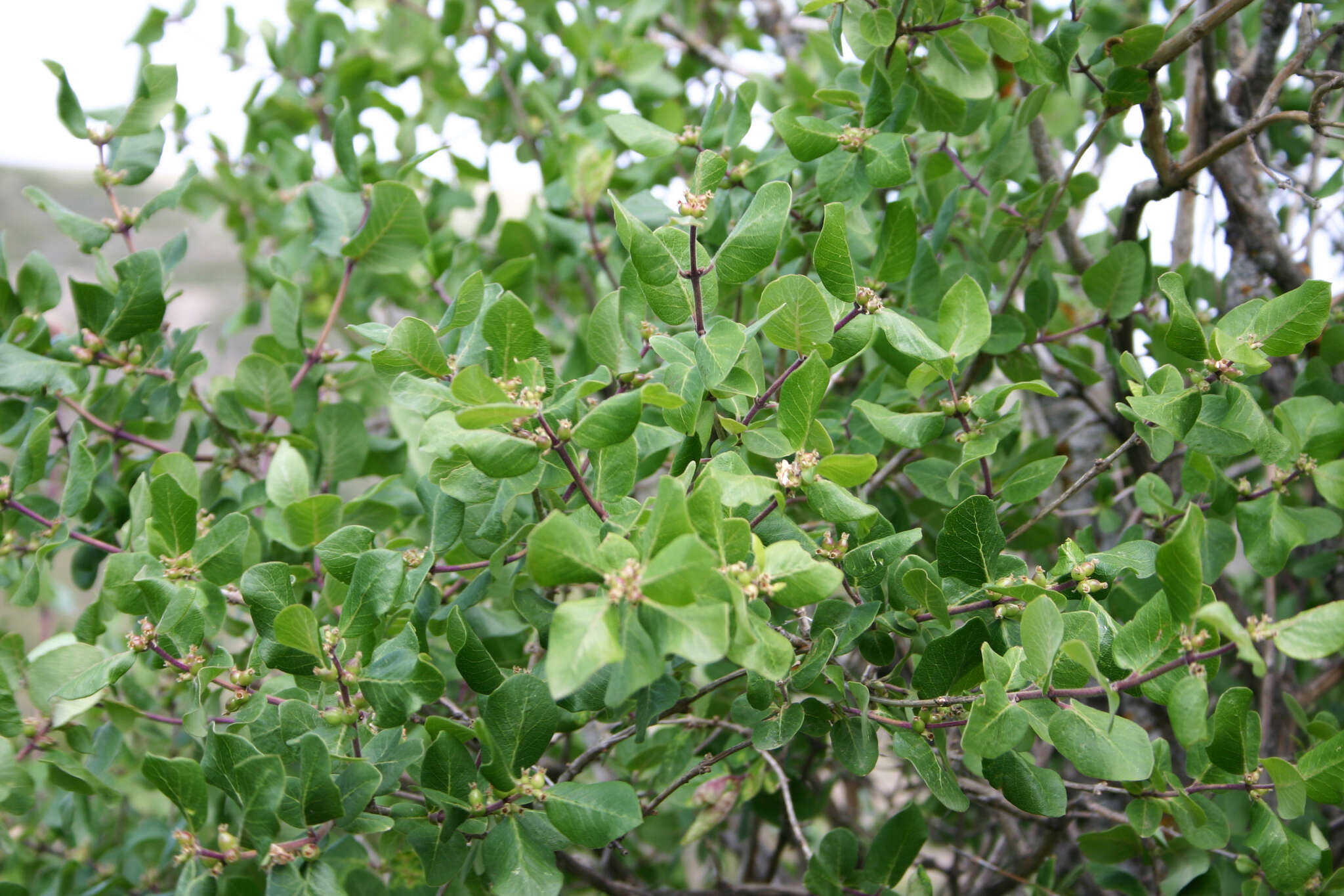 صورة Lonicera arborea Boiss.