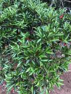 Syzygium acuminatissimum (Bl.) DC. resmi