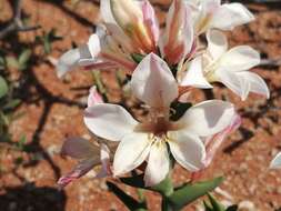 Image of Lapeirousia spinosa (Goldblatt) Goldblatt & J. C. Manning