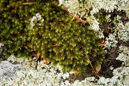 Image de Hedwigia ciliata Palisot de Beauvois 1805