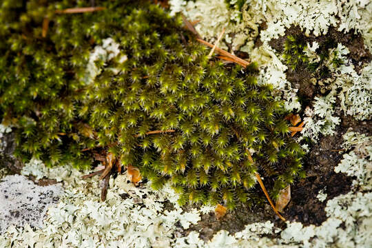 Image of Ciliate Hedwigia Moss