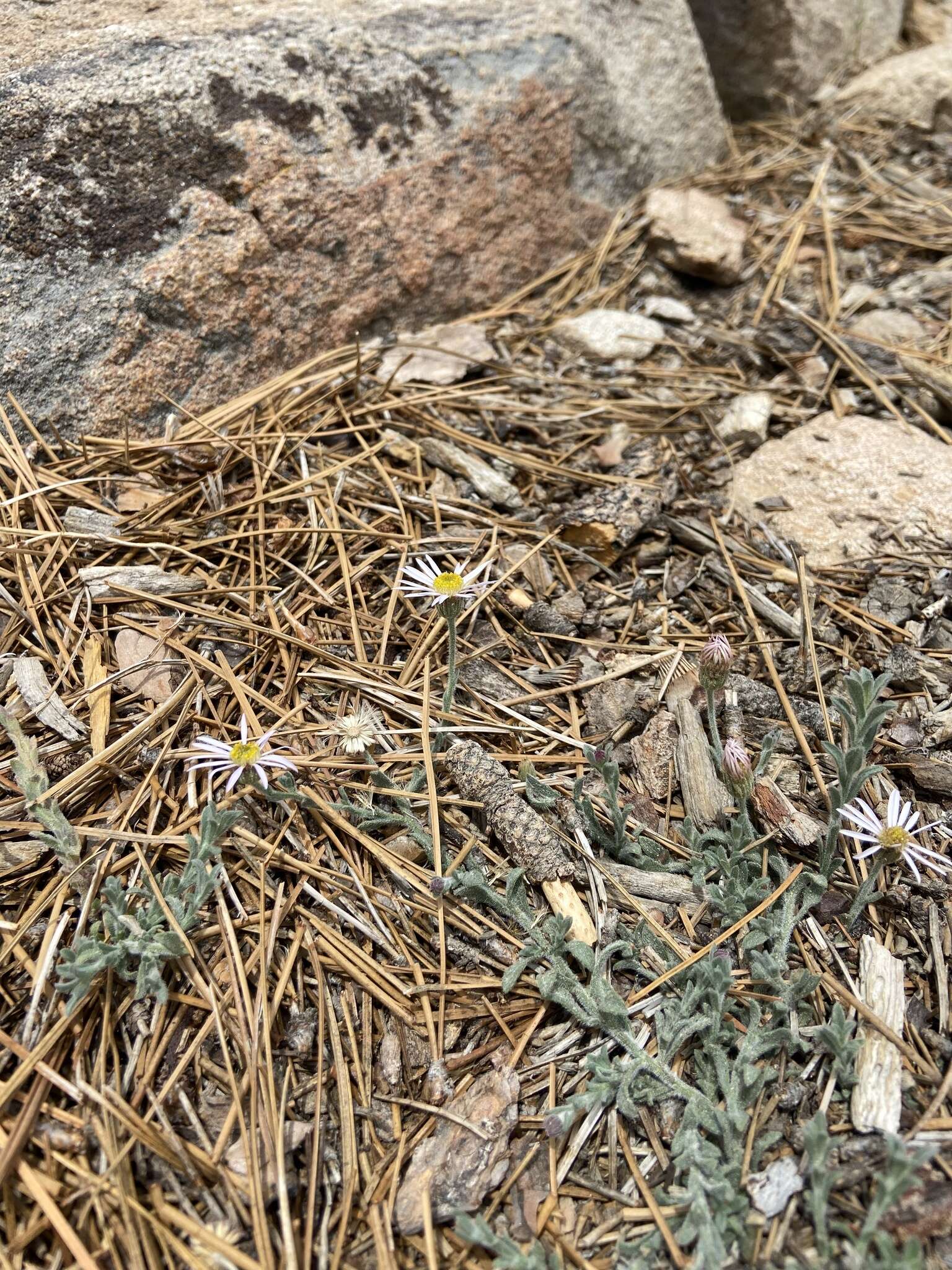 Image of Brewer's fleabane