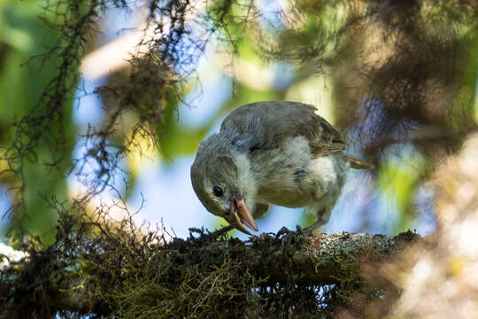 Image of Woodpecker Finch