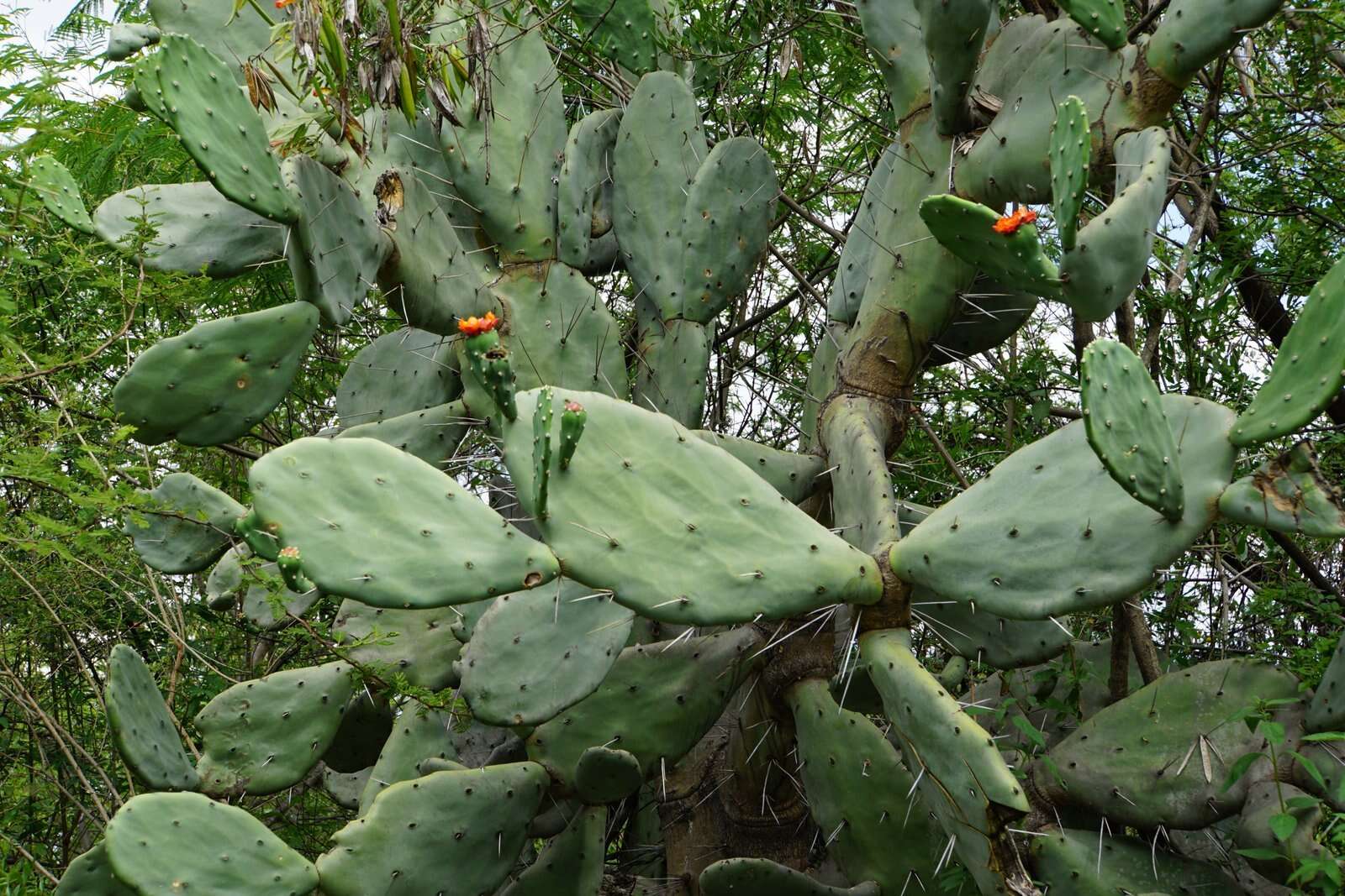 Image of Opuntia quimilo K. Schum.