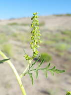 Image of flatspine bur ragweed