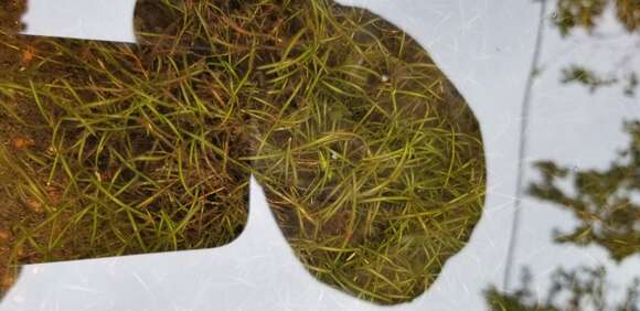 Image of leafy pondweed