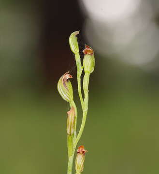 Image of Pterostylis clivosa