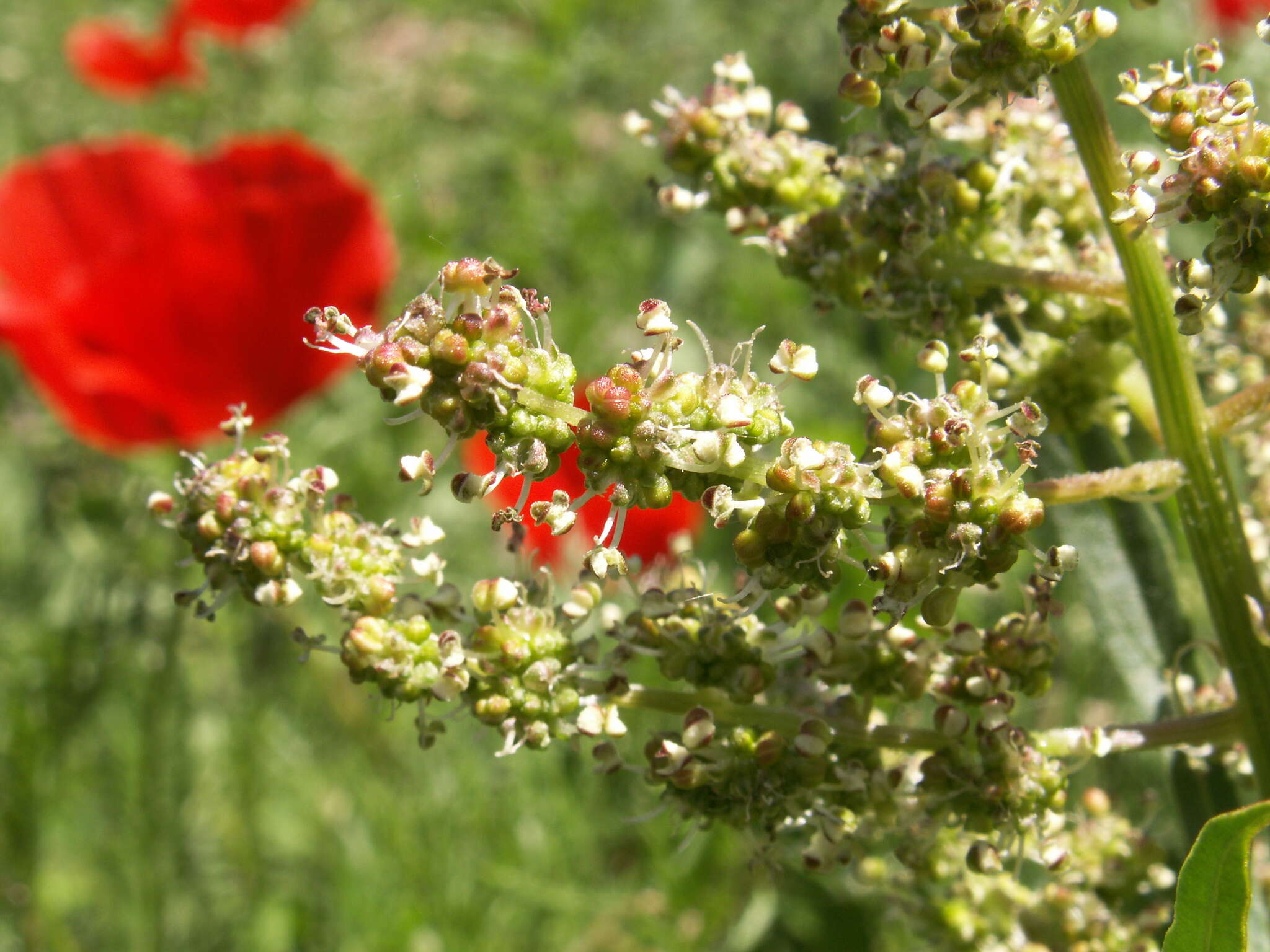 Plancia ëd Spinacia turkestanica Iljin