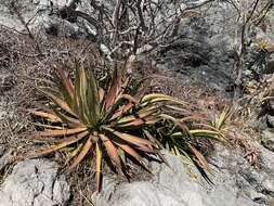 Image of Agave ortgiesiana (Baker) Trel.