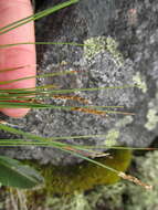 Image of Pacific Bog Sedge