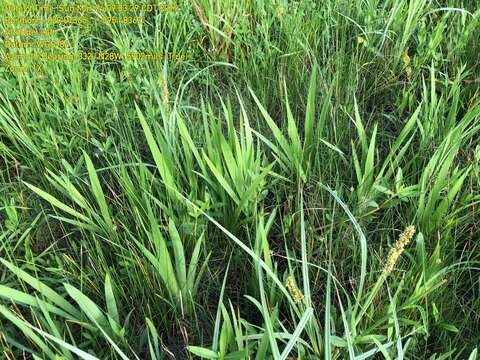 Image of zigzag iris