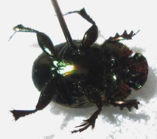 Image of Proagoderus sapphirinus (Fahraeus 1857)