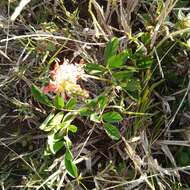 Image of Indigofera spicata var. spicata
