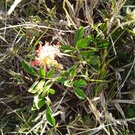 Indigofera spicata var. spicata resmi