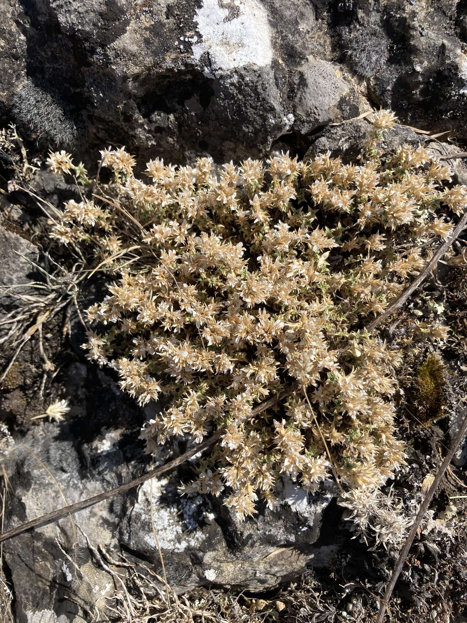 Image of Arenaria erinacea Boiss.