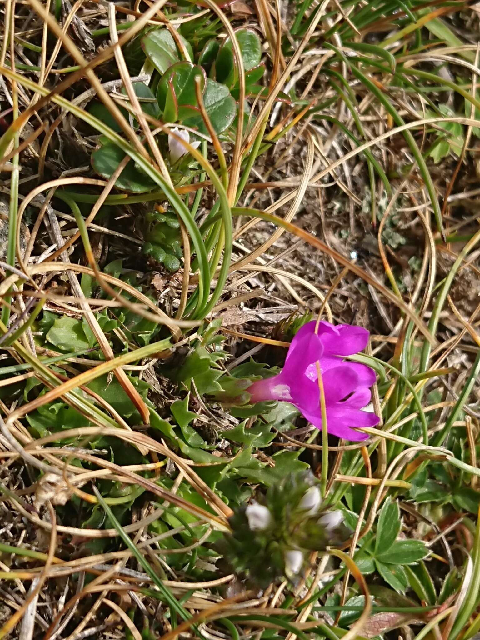 Primula minima L. resmi