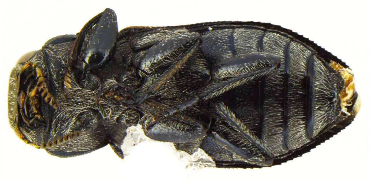 Image of Chrysobothris axillaris Horn 1886