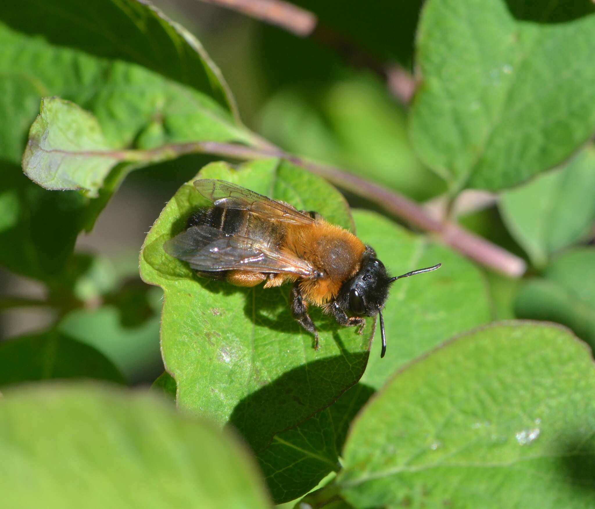 Imagem de Andrena nigroaenea (Kirby 1802)