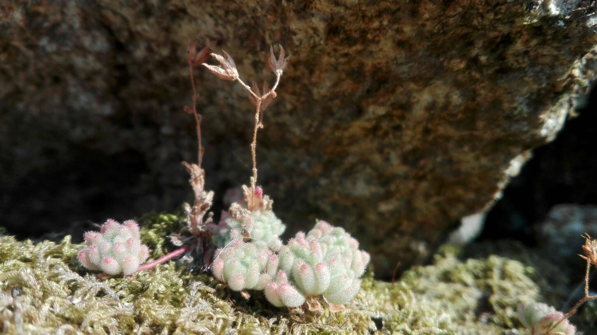 Imagem de Sedum hirsutum All.