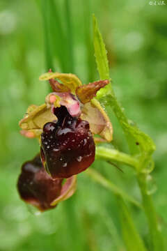 Image of Ophrys sphegodes subsp. helenae (Renz) Soó & D. M. Moore