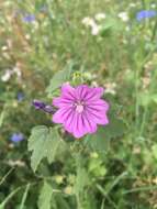 <i>Malva <i>sylvestris</i></i> subsp. sylvestris的圖片