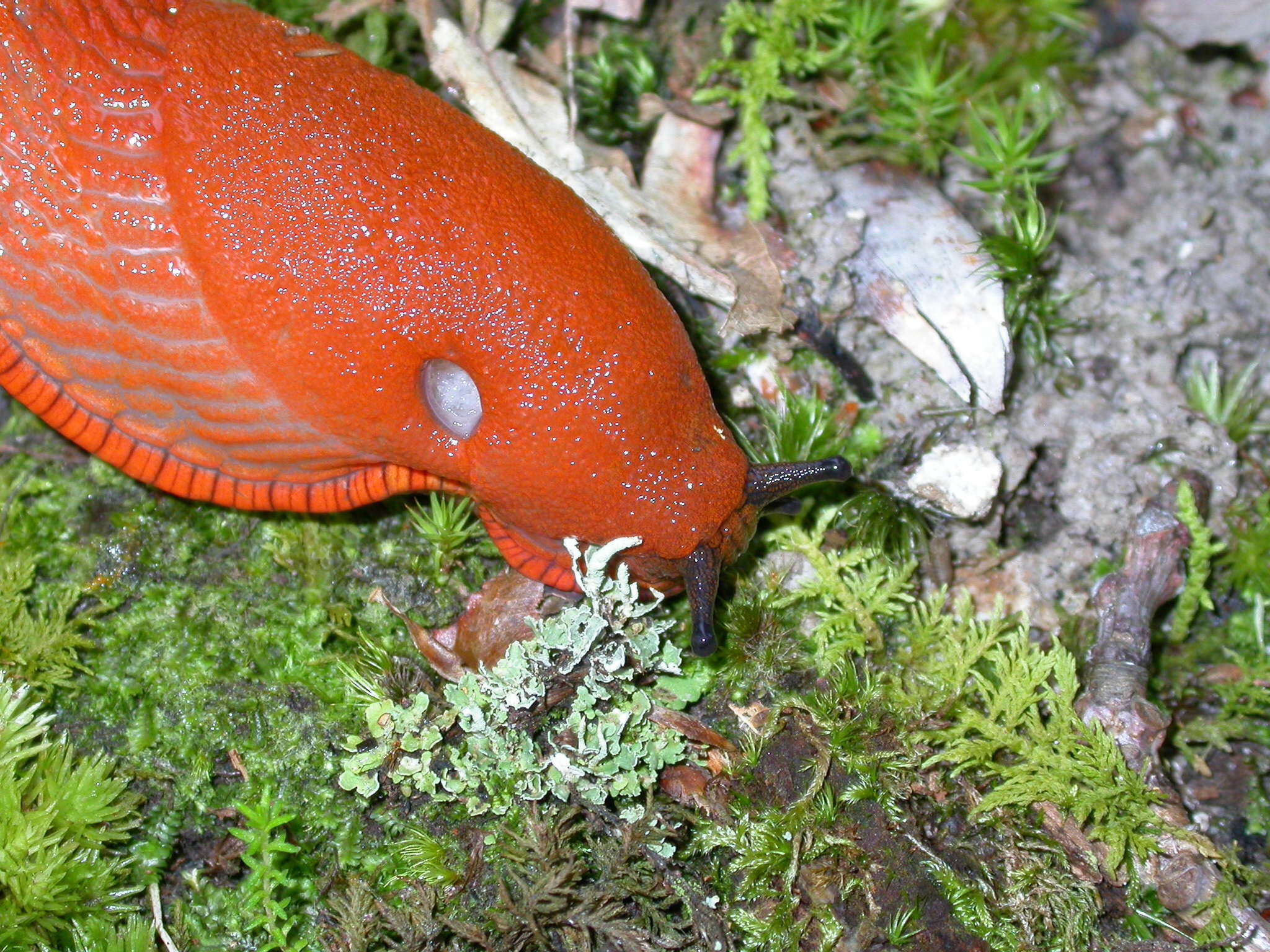 Image of red slug