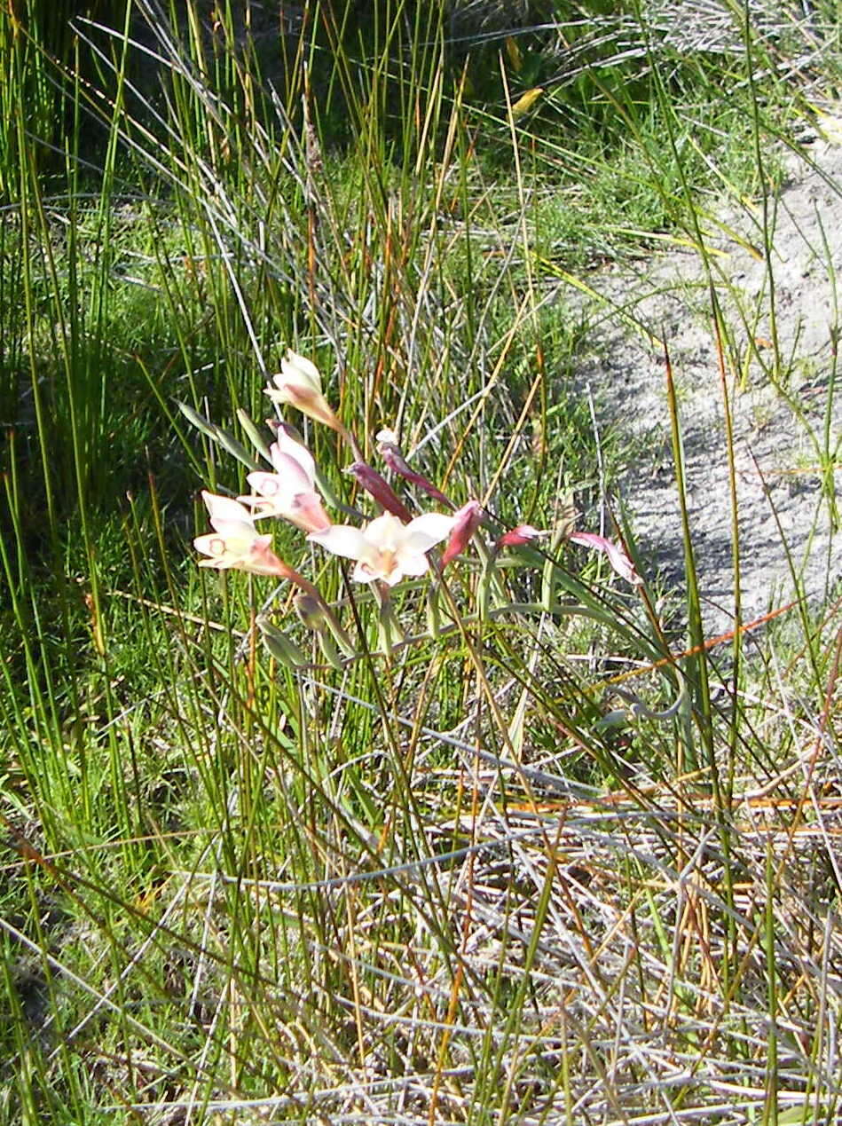 Plancia ëd Gladiolus angustus L.