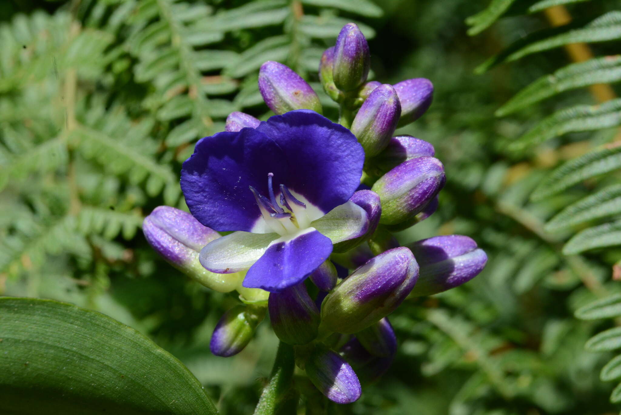 Image of Dichorisandra hexandra (Aubl.) C. B. Clarke