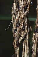 Image of Gahnia xanthocarpa (Hook. fil.) Hook. fil.