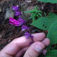 Imagem de Salvia leucantha Cav.