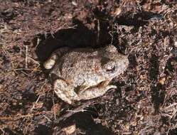 Image of Midwife toads