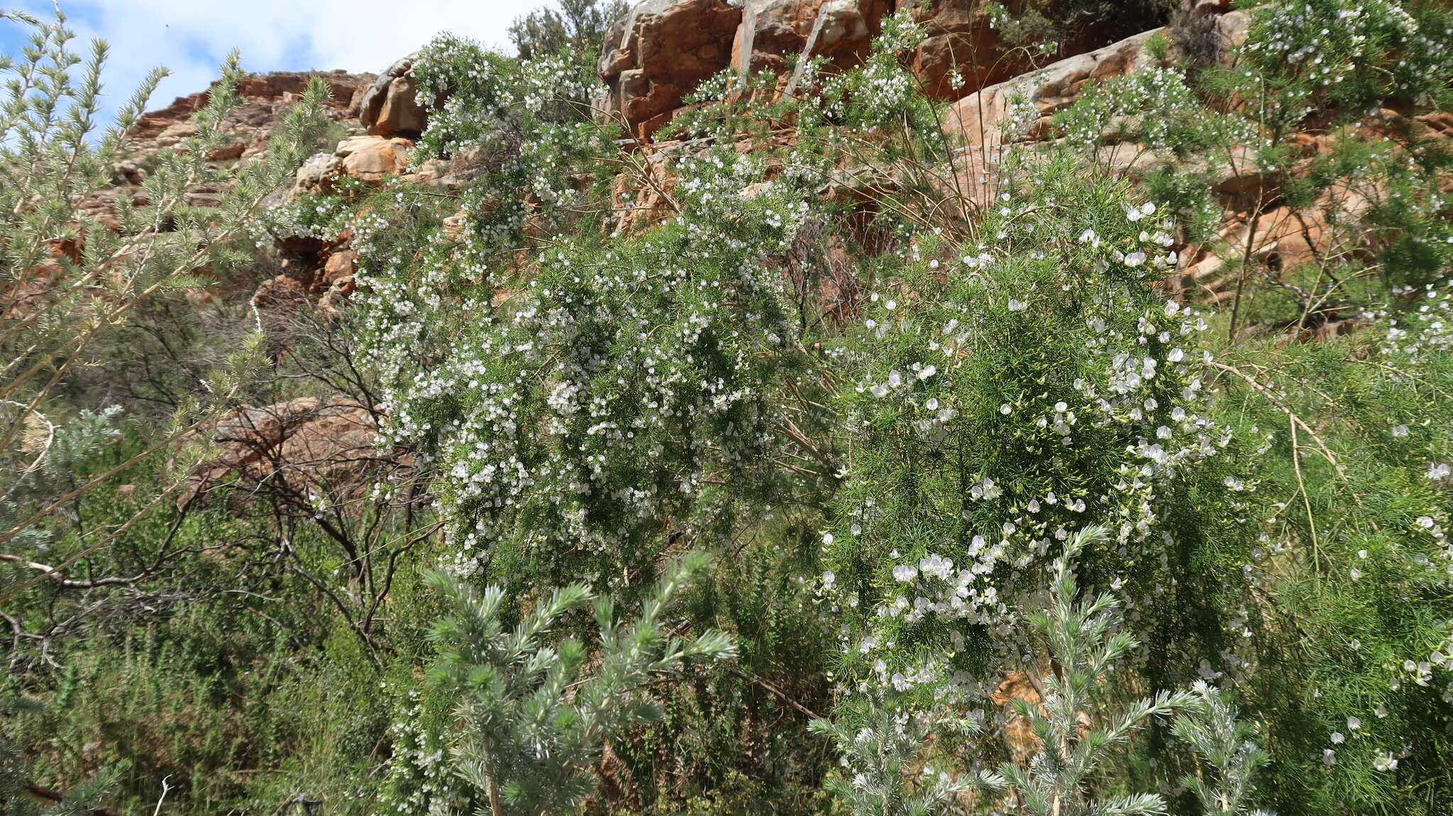 Image de Psoralea elegans