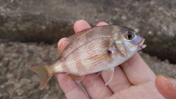 Image of Genuine Porgy