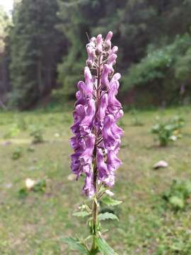 Image of Aconitum leucostomum Vorosh.