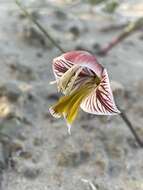 Gladiolus watermeyeri L. Bolus resmi