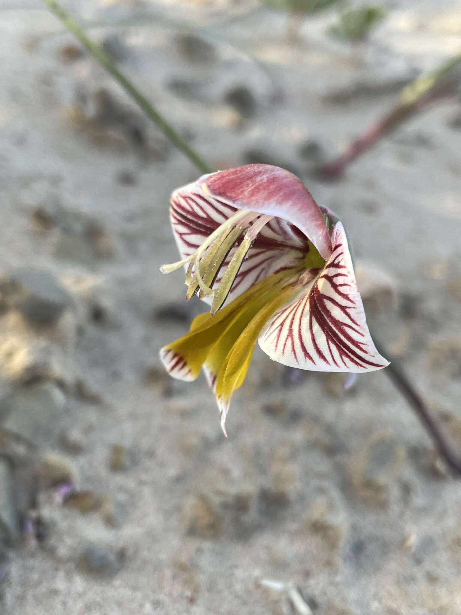 Gladiolus watermeyeri L. Bolus resmi