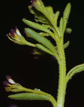 Image of Cleome arabica L.