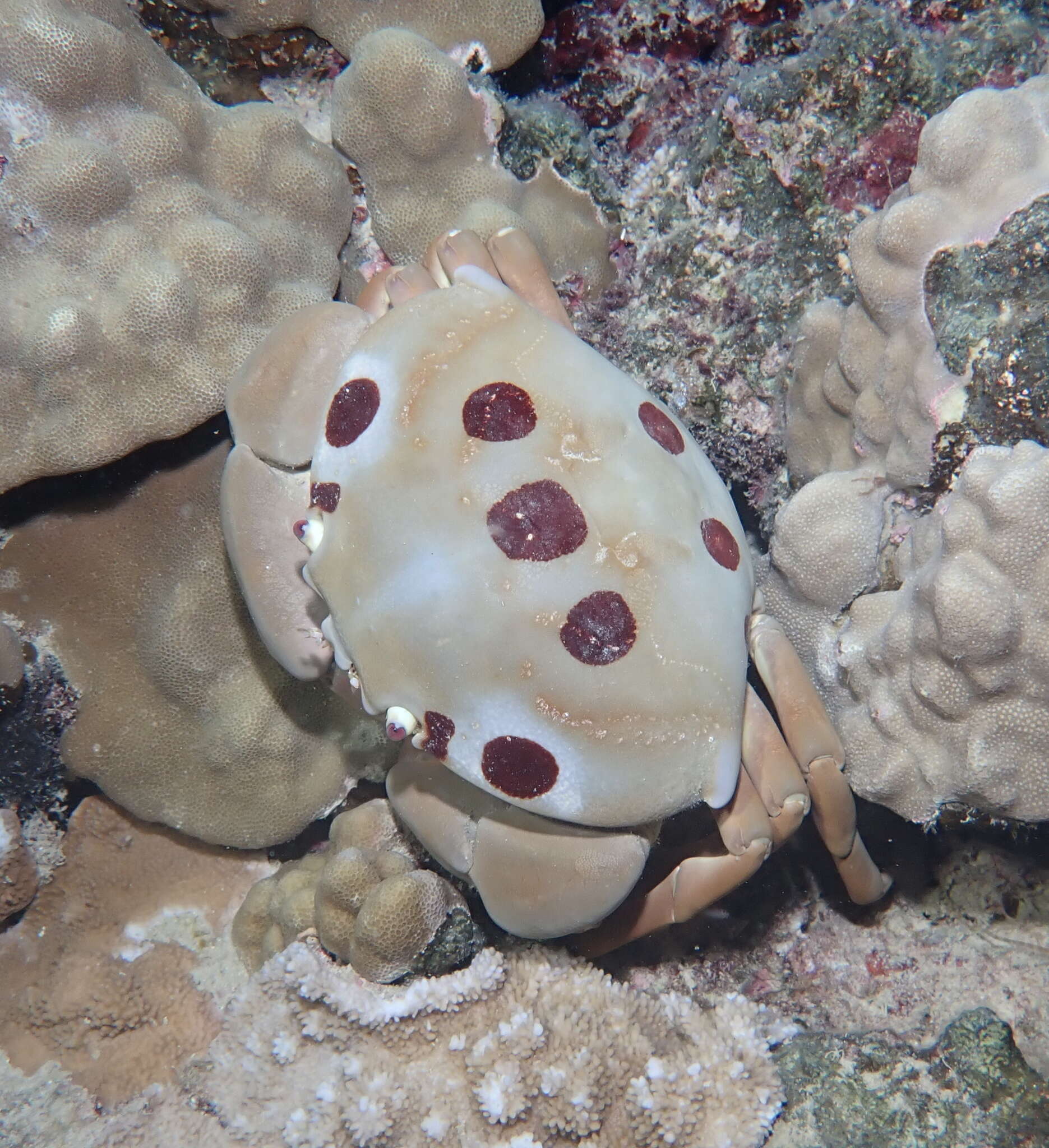 Image of Red spot coral crab