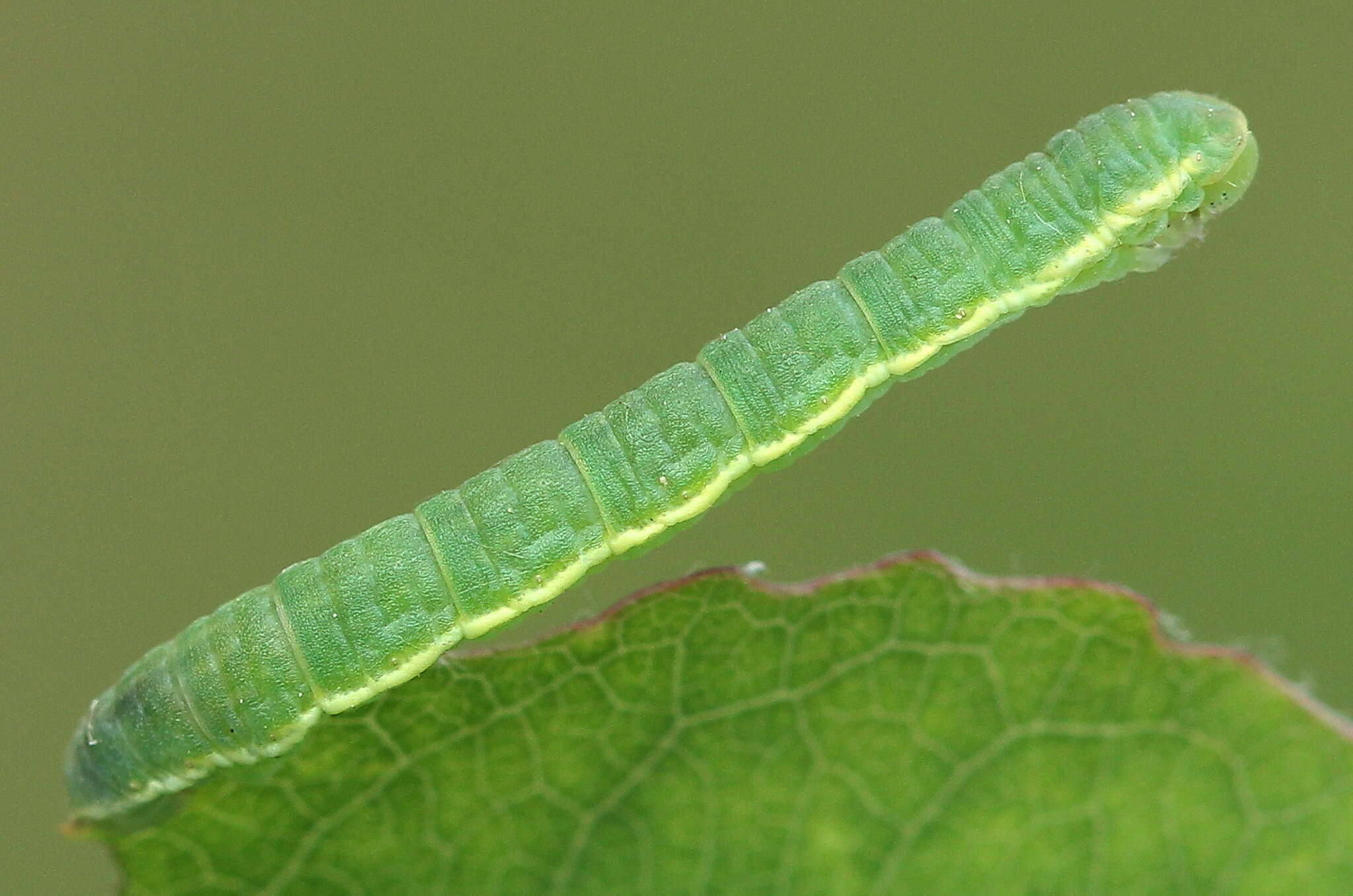 Image of early tooth-striped