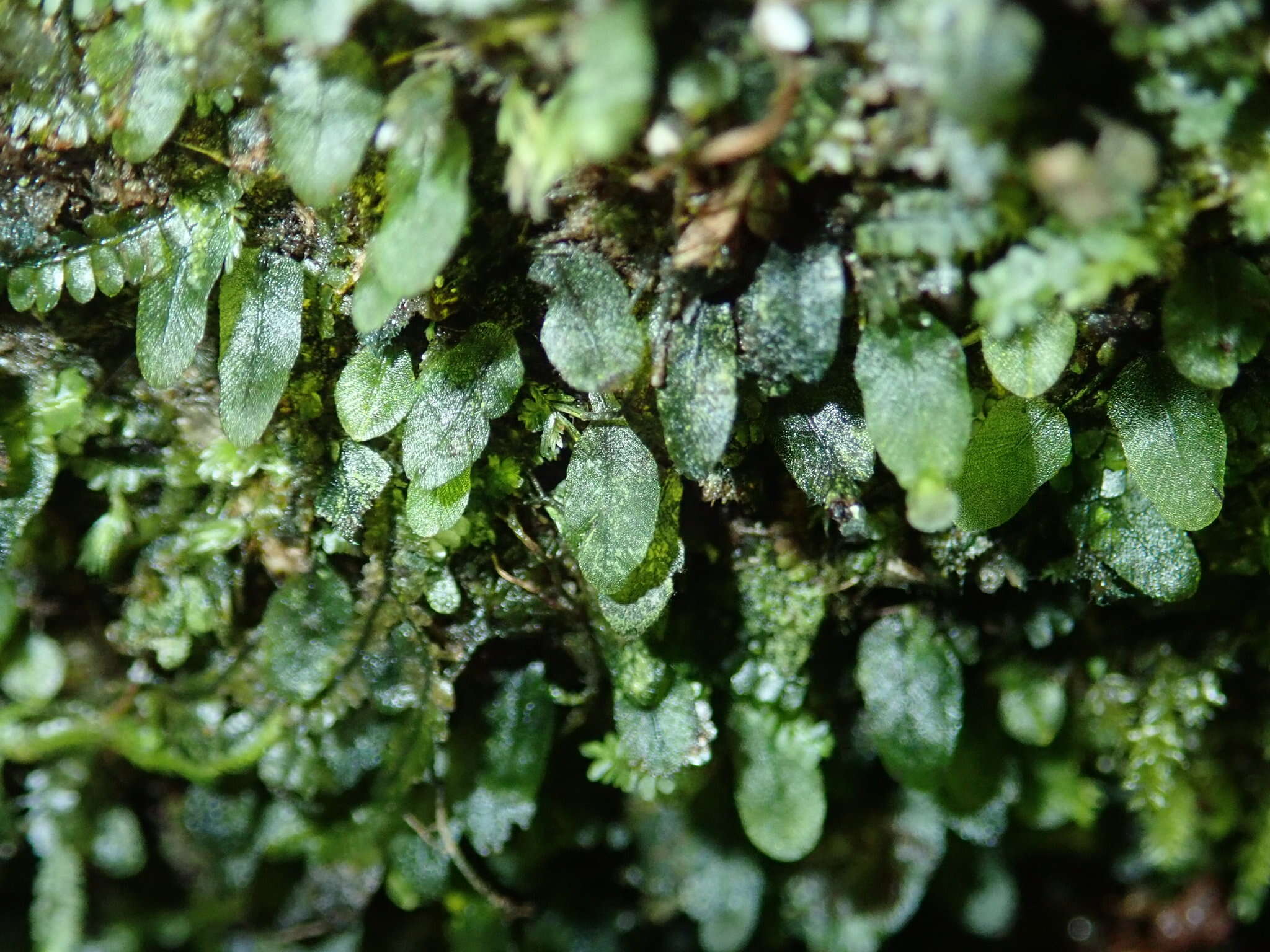 Image of Didymoglossum beaverianum Senterre & Rouhan