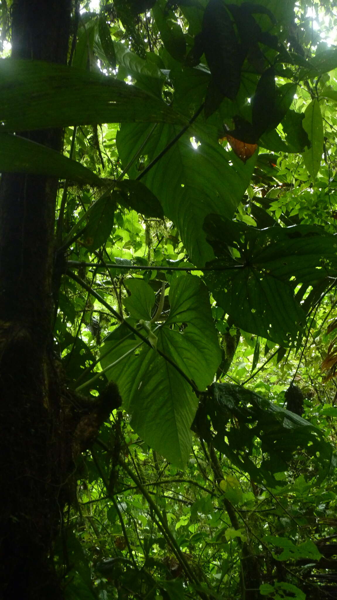 Anthurium caperatum Croat & R. A. Baker resmi